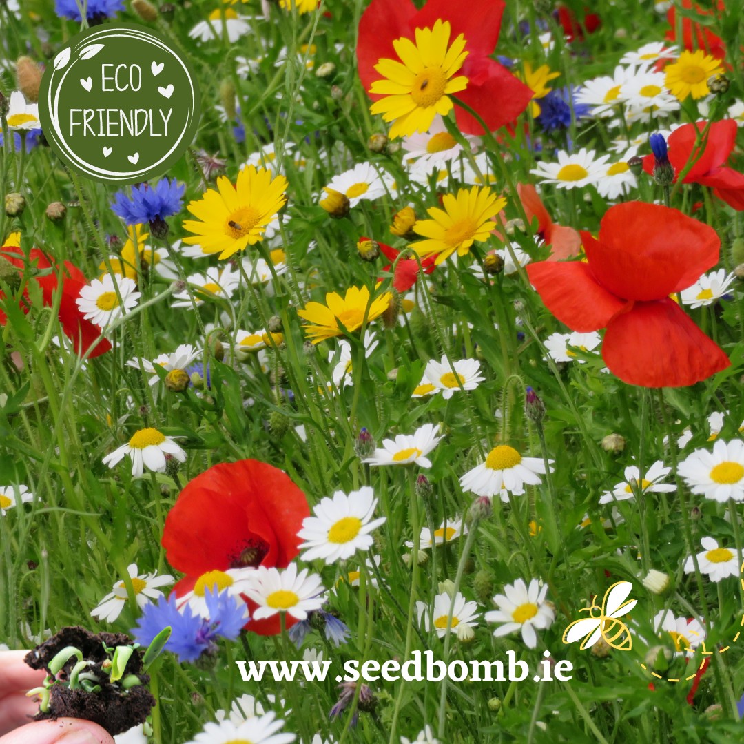 Wildflower seed bomb