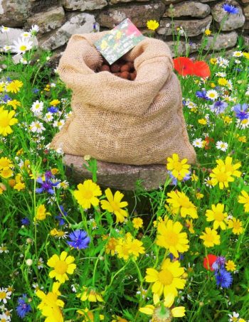 1000 Native Irish Wildflower Seed Bombs