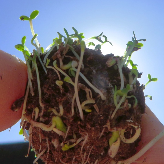 how seed bombs work