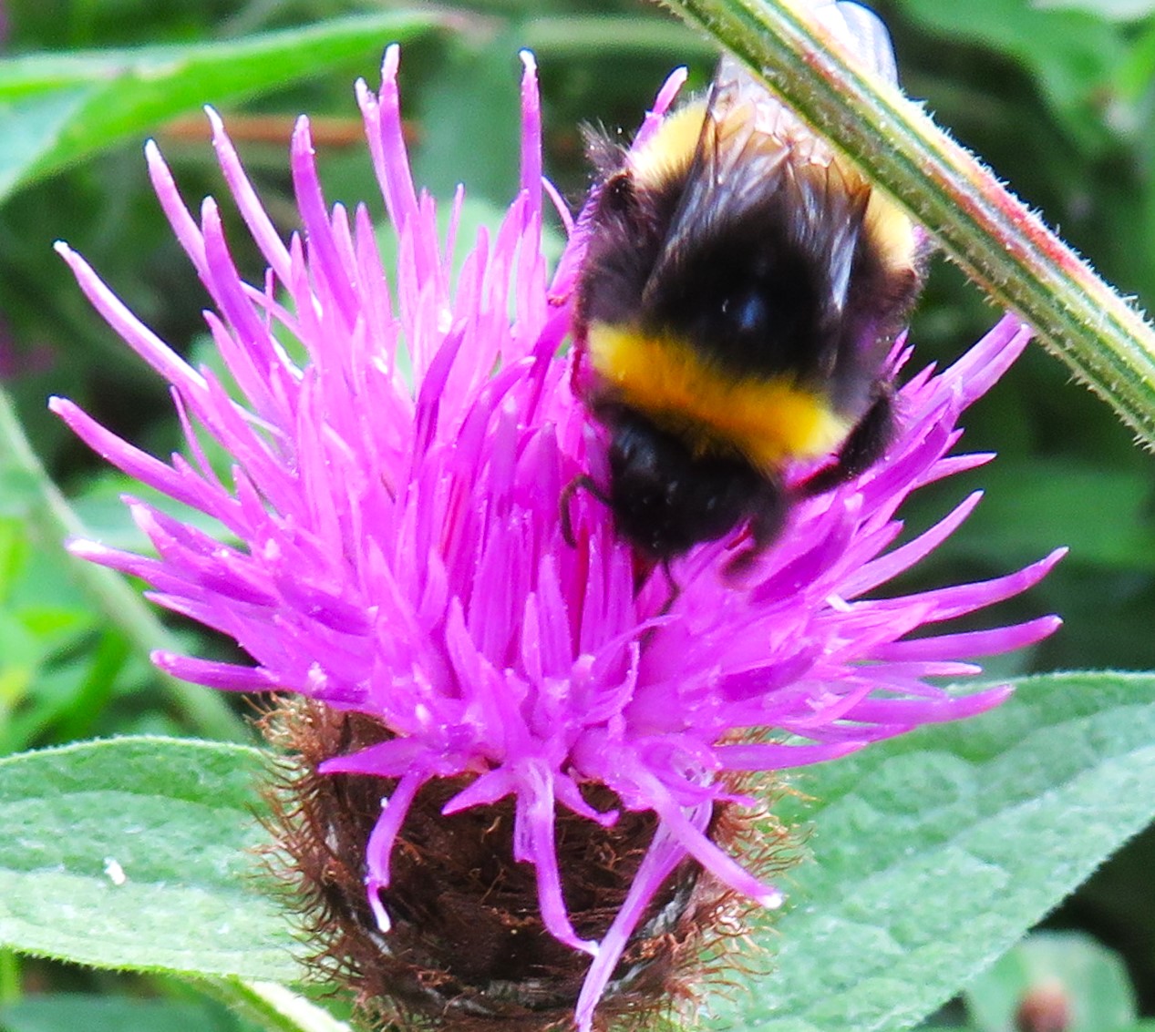 Bumblebee visiting knapweed grown from wildflower seeds for bees
