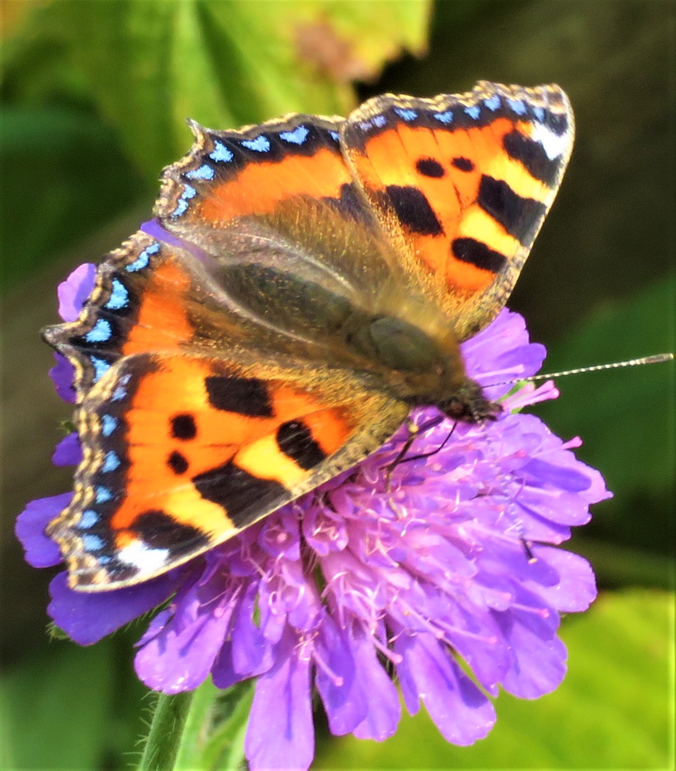 Butterfly visiting a scabious wildflower