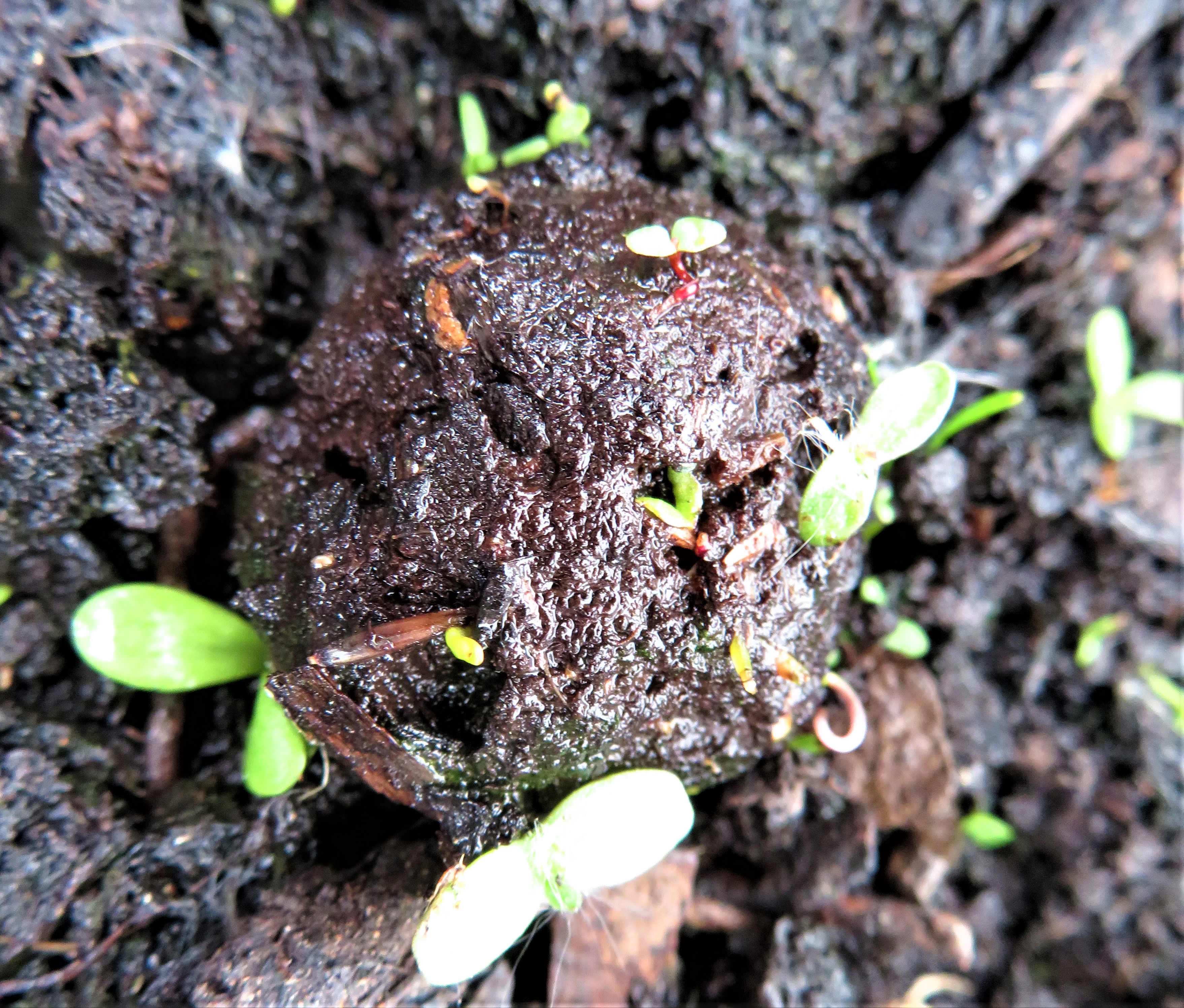 A wildflower seed bomb beginning to germinate on soil