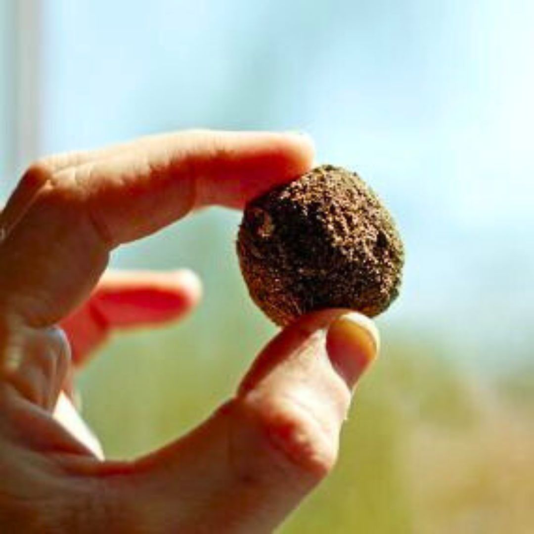 Wildflower seed bomb held between two fingers before planting