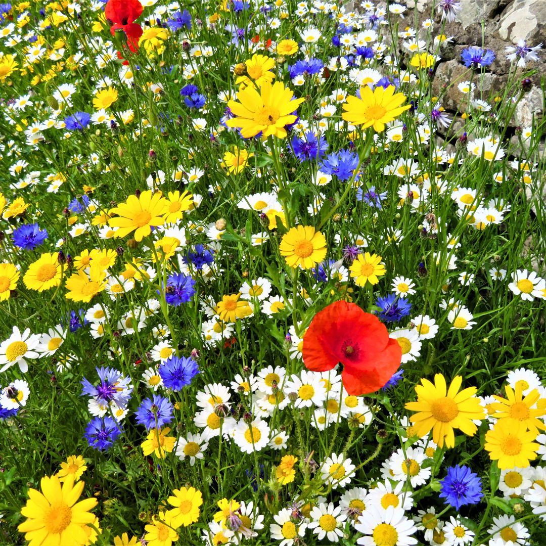 uk- wildflowers 4 300x300