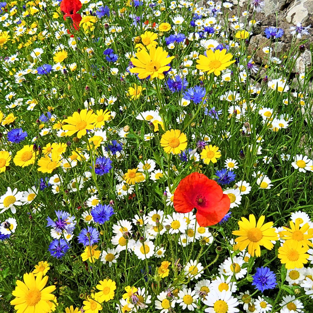 Wildflower seed bombs with colourful British wildflowers including cornflowers, poppies and daisy-form flowers