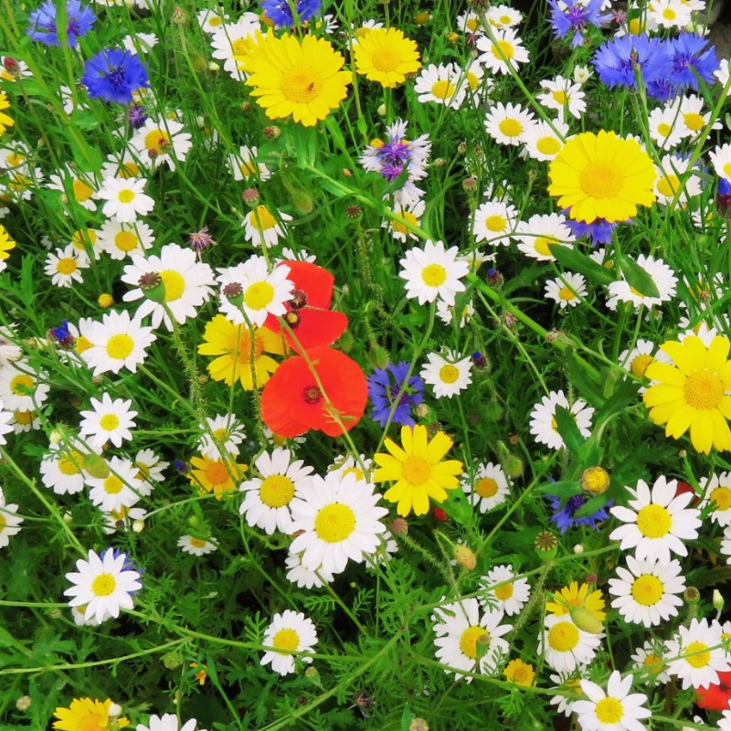 How to grow wildflower seed bombs in a UK garden